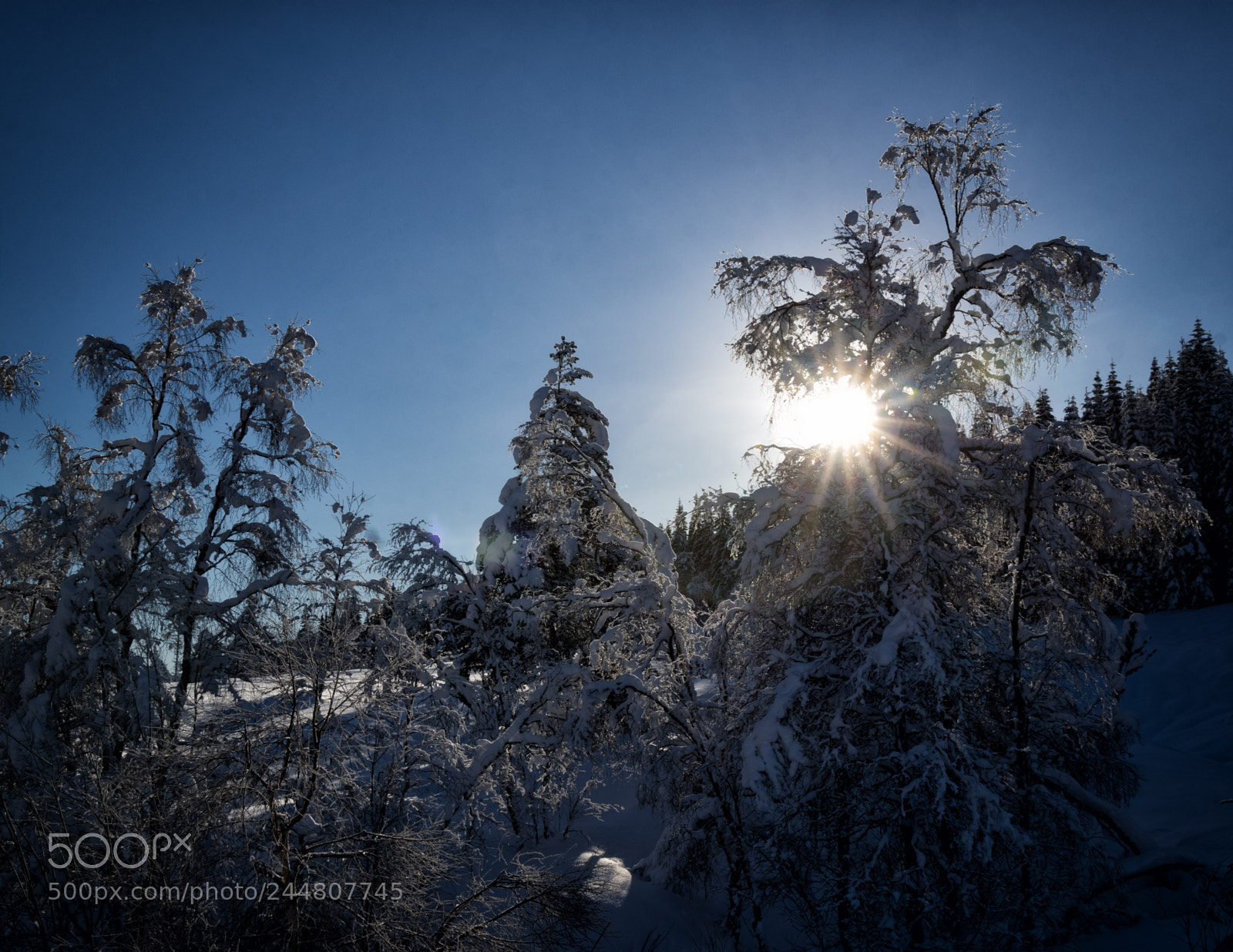 Pentax K-3 II sample photo. Winter wonderland photography