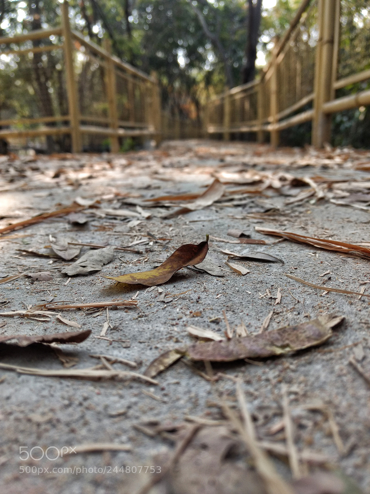 Motorola Moto G (4) sample photo. Autumn ? photography