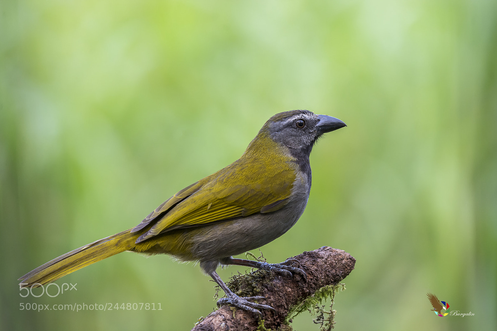 Nikon D7100 sample photo. Buff-throated saltator photography