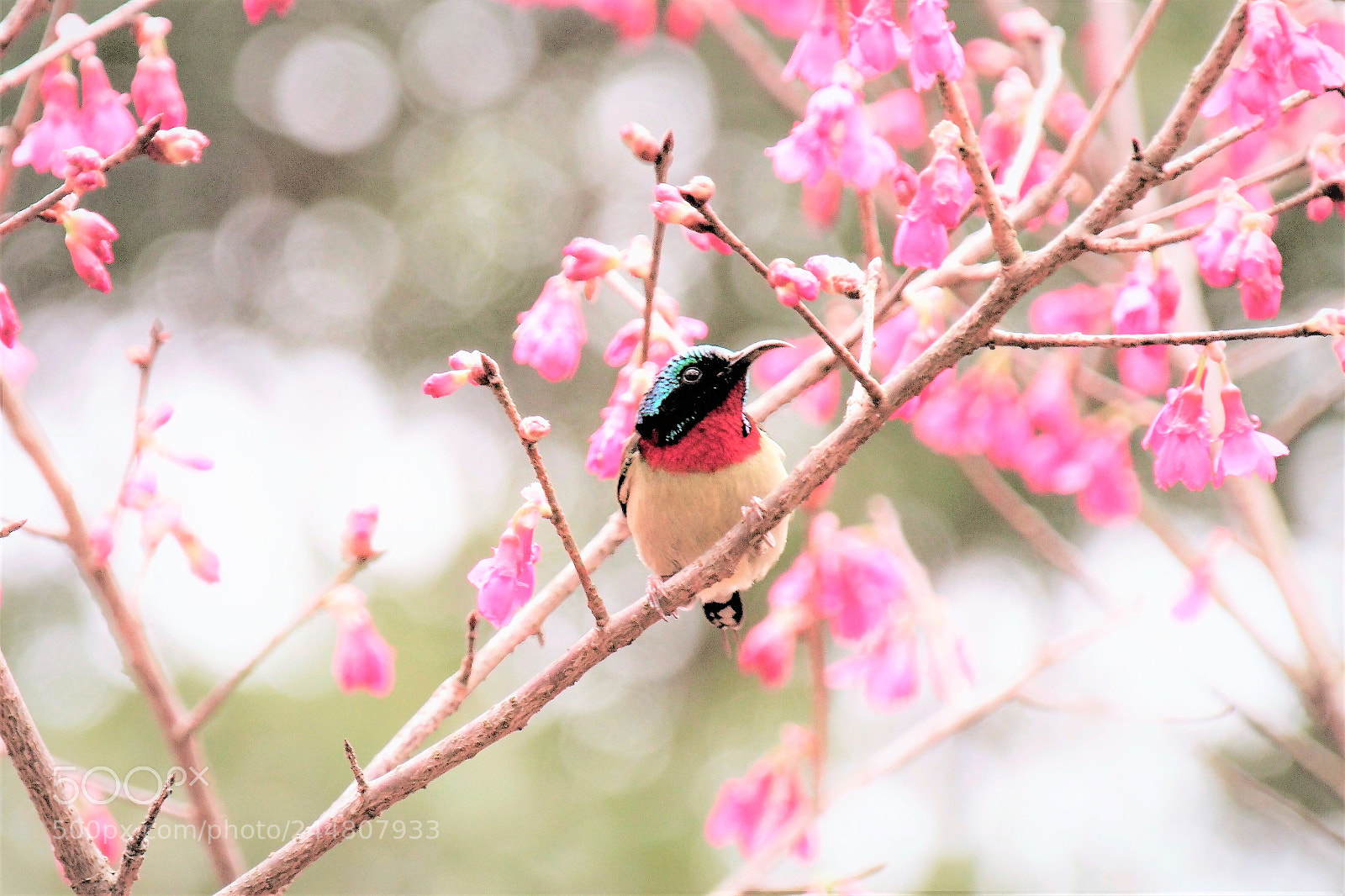 Samsung NX1 sample photo. Sunbird photography