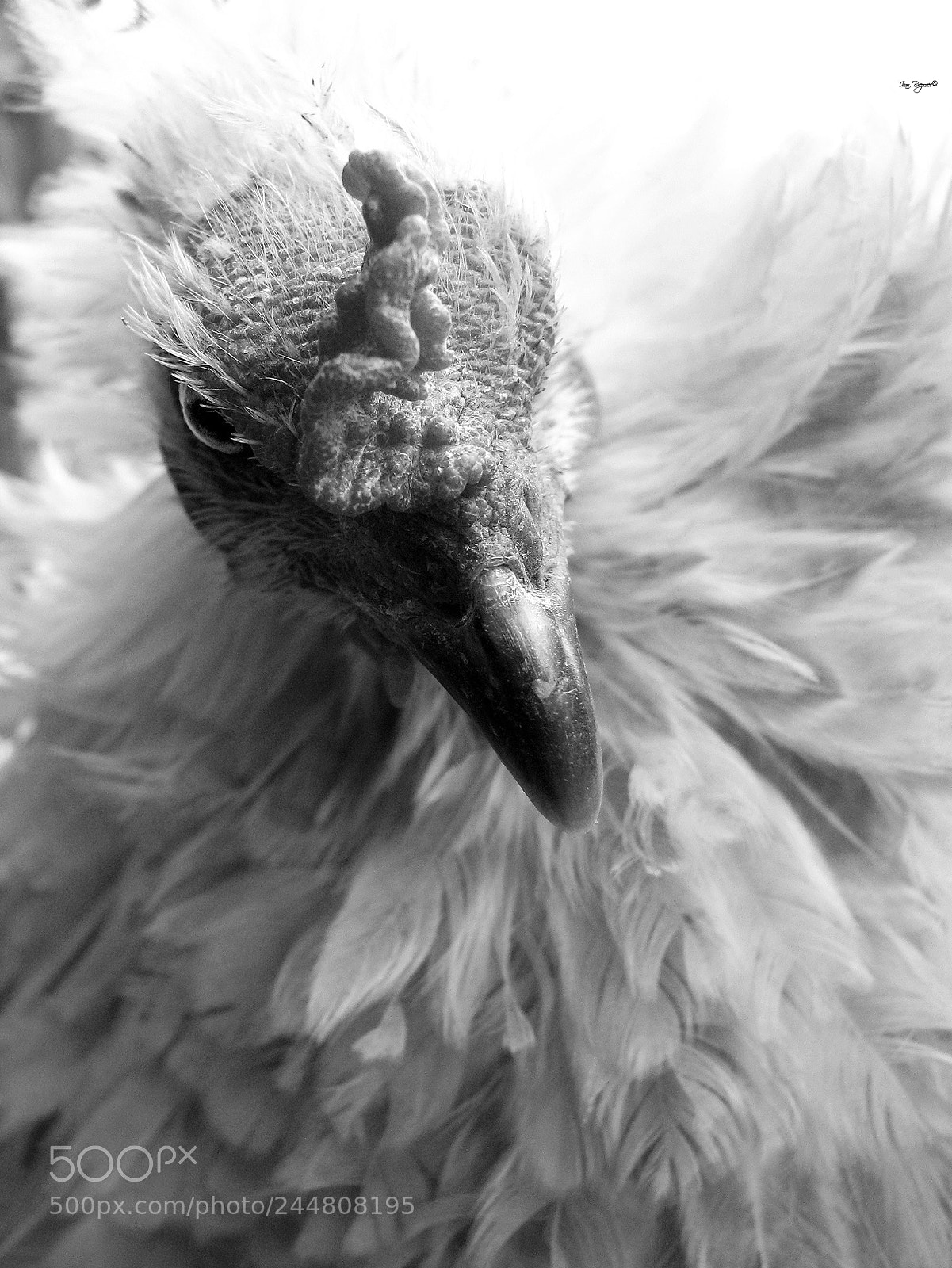 Canon POWERSHOT S5 IS sample photo. The chick photography