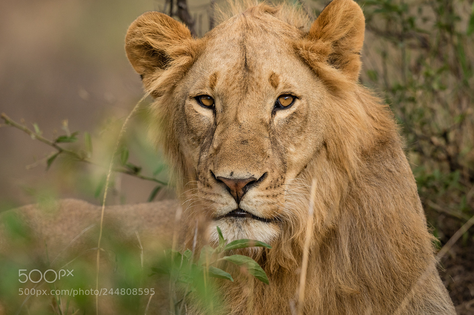 Canon EOS 7D Mark II sample photo. Young mara lion photography