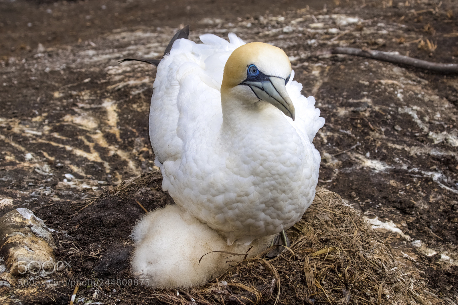 Pentax K-3 II sample photo. Australasian gannet photography