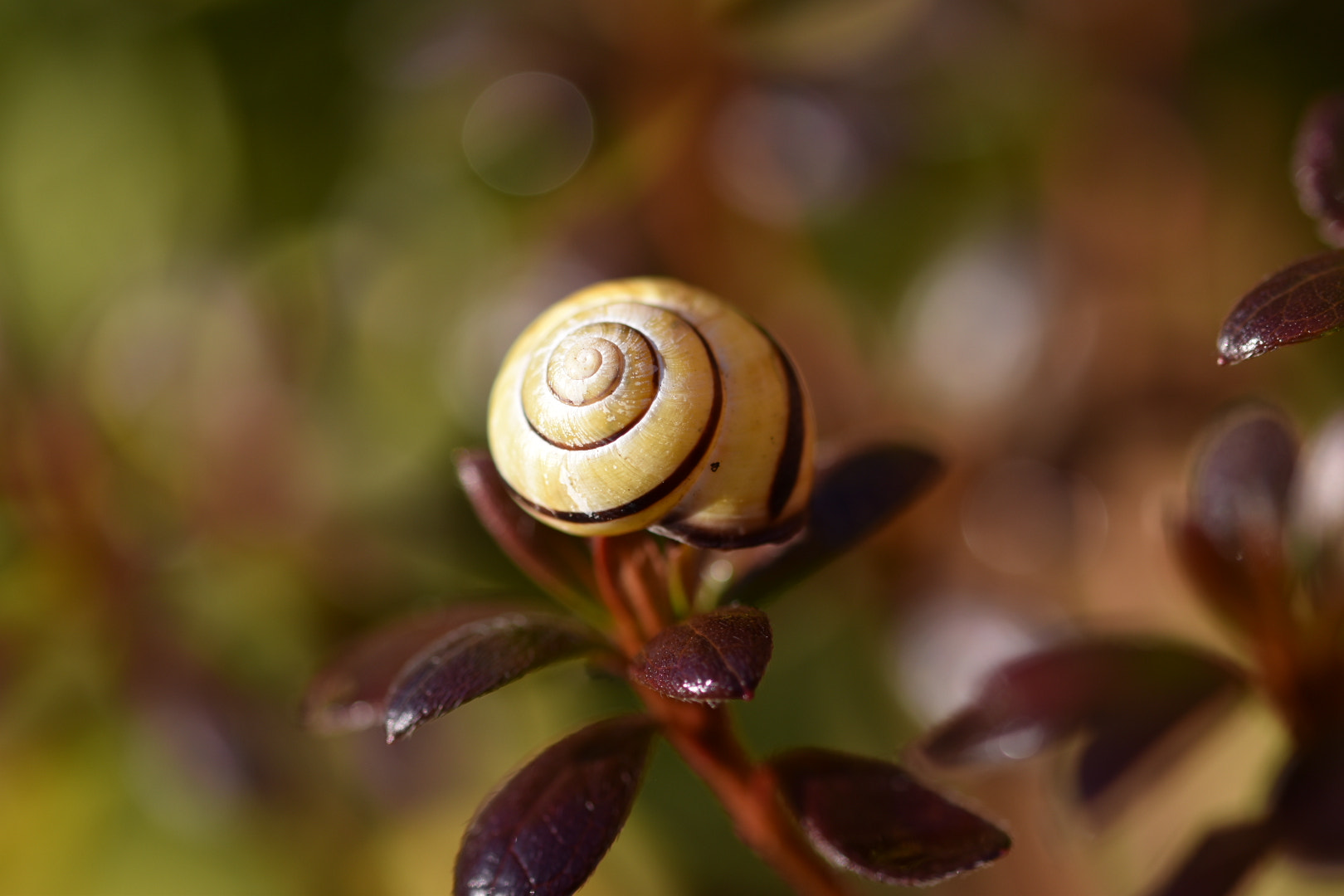 Sigma 105mm F2.8 EX DG OS HSM sample photo. Magic of nature photography