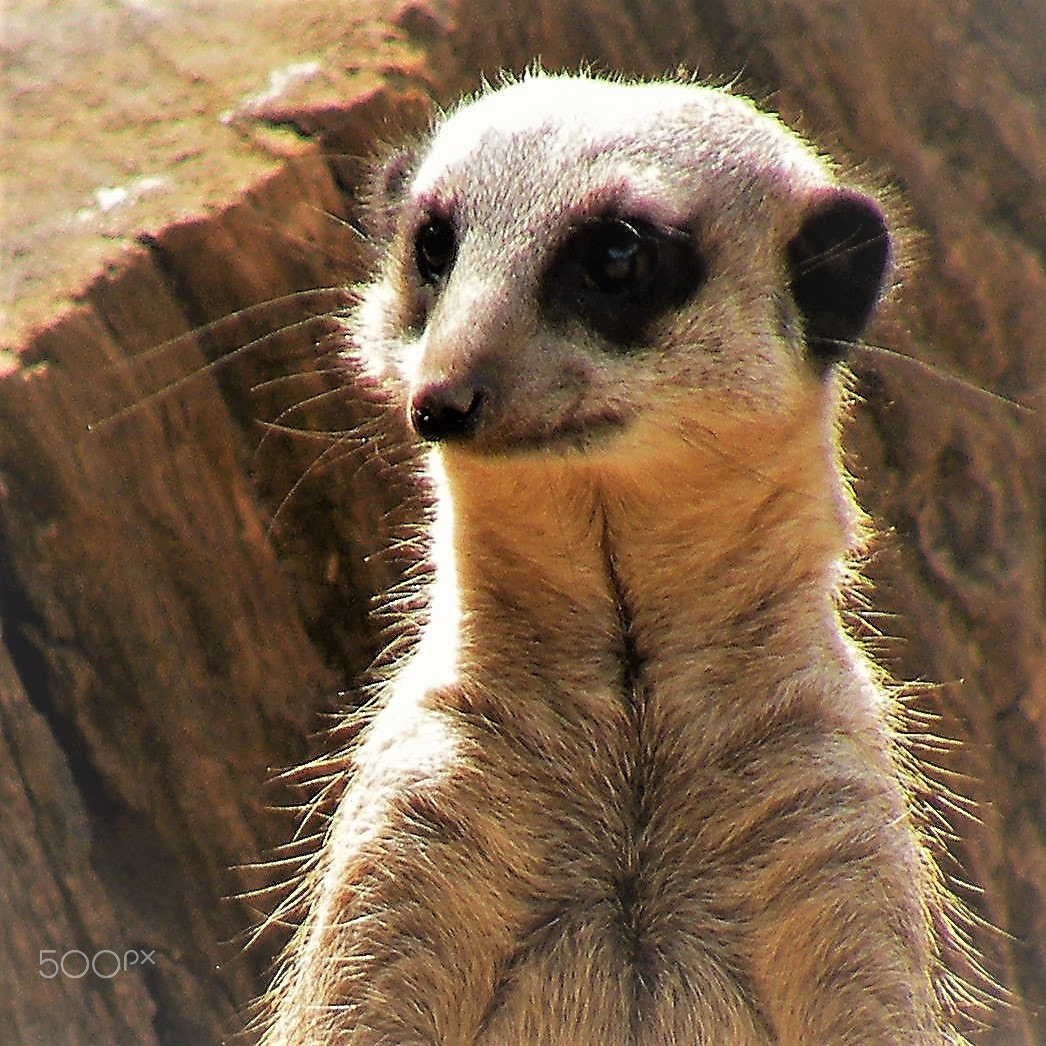 Fujifilm FinePix S8100fd sample photo. Thoughtful meerkat photography