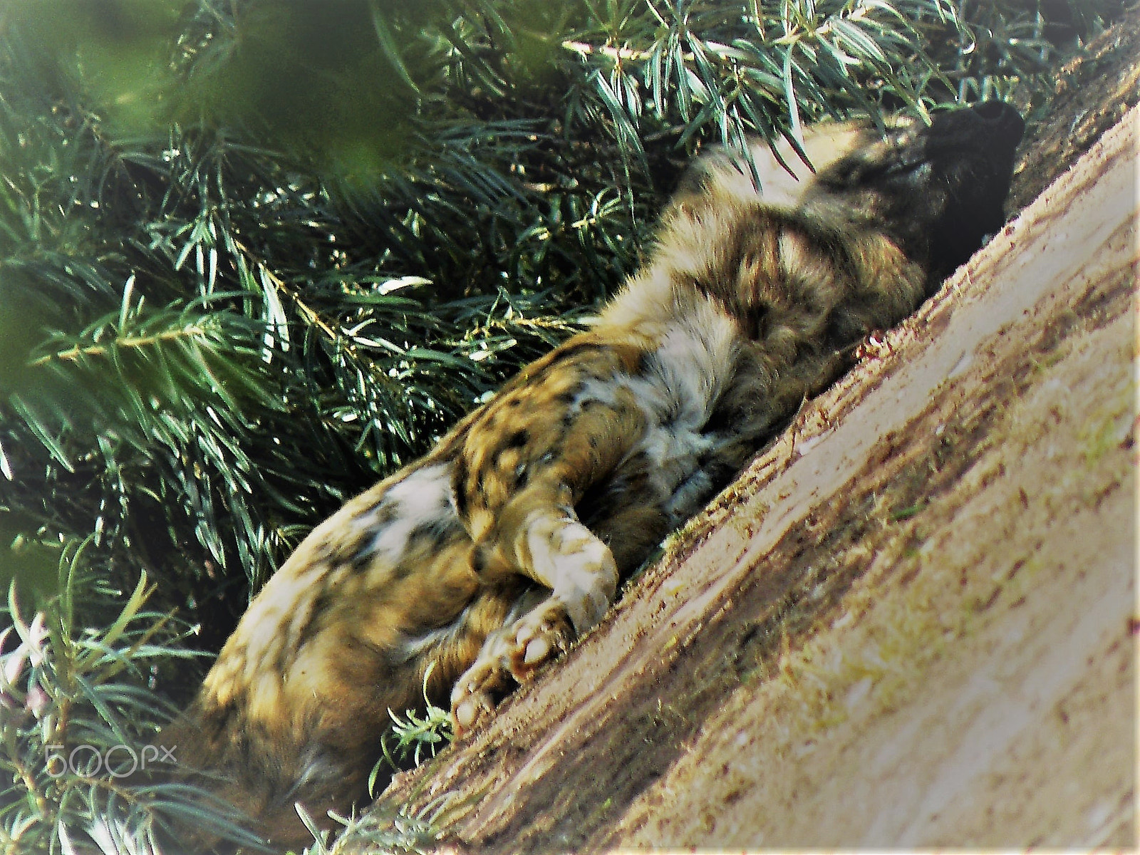 Fujifilm FinePix S8100fd sample photo. Sleeping african painted dog photography