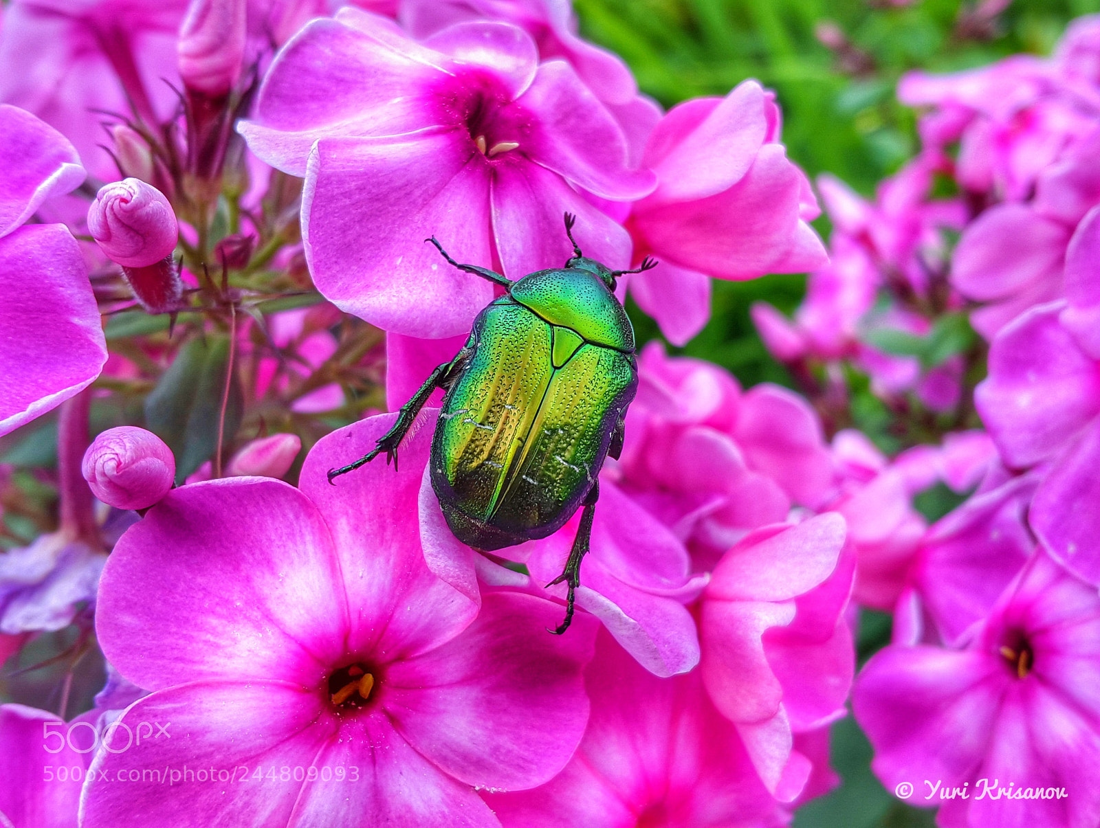 Samsung Galaxy Alpha sample photo. Beetle cetonia aurata on photography