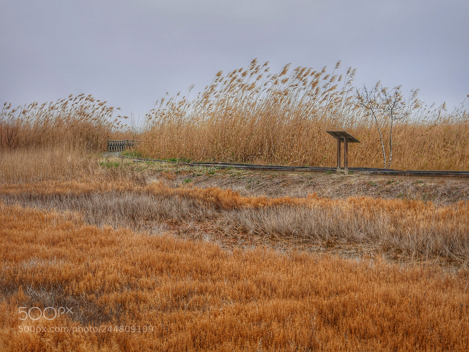 Panasonic Lumix DMC-GX85 (Lumix DMC-GX80 / Lumix DMC-GX7 Mark II) sample photo. Brown grass photography