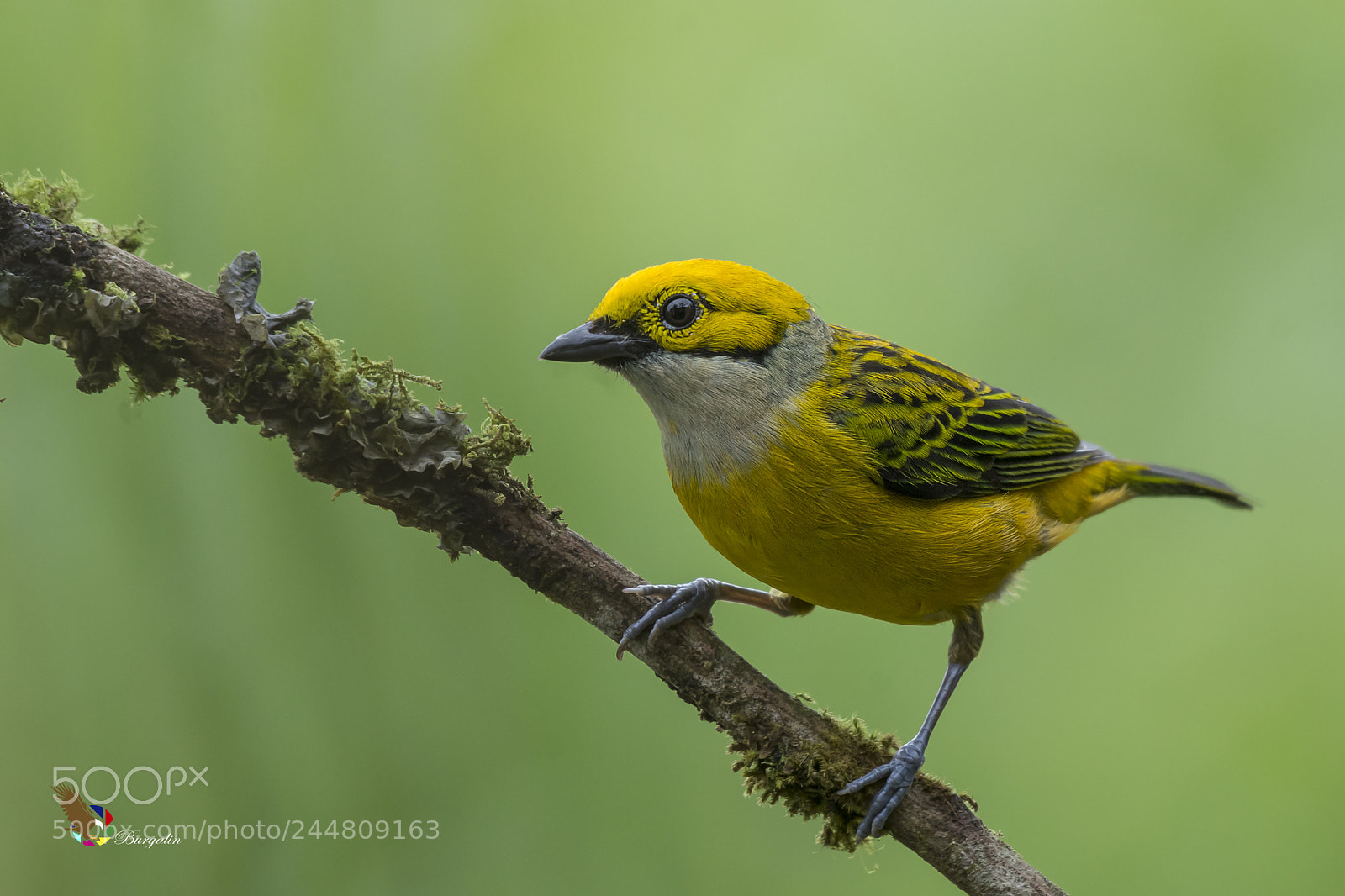 Nikon D7100 sample photo. Silver-throated tanager photography
