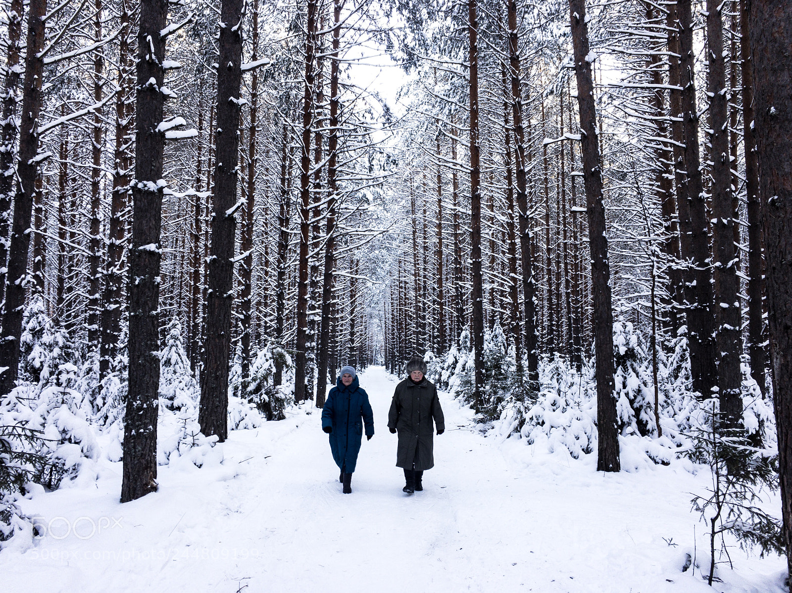 Apple iPhone 6s sample photo. Winter forest in votkinsk photography