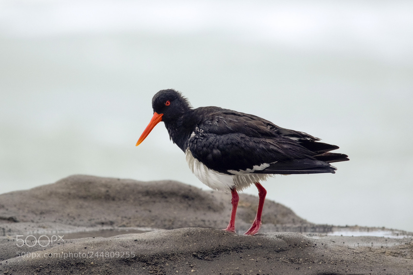 Pentax K-3 II sample photo. Variable oystercatcher photography