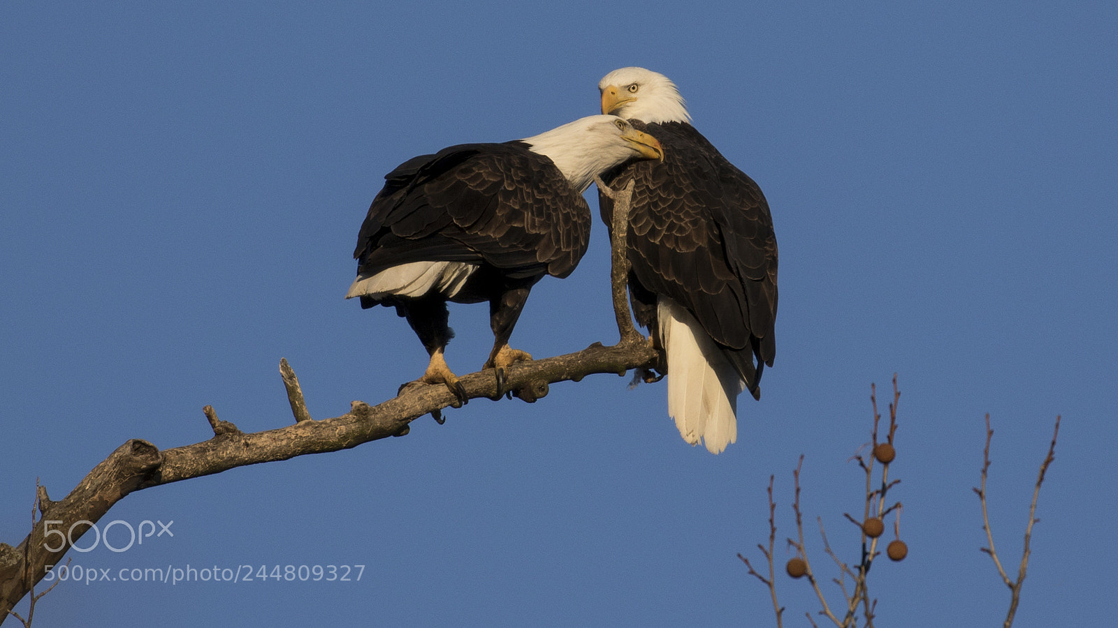 Canon EOS 7D Mark II sample photo. Love birds photography