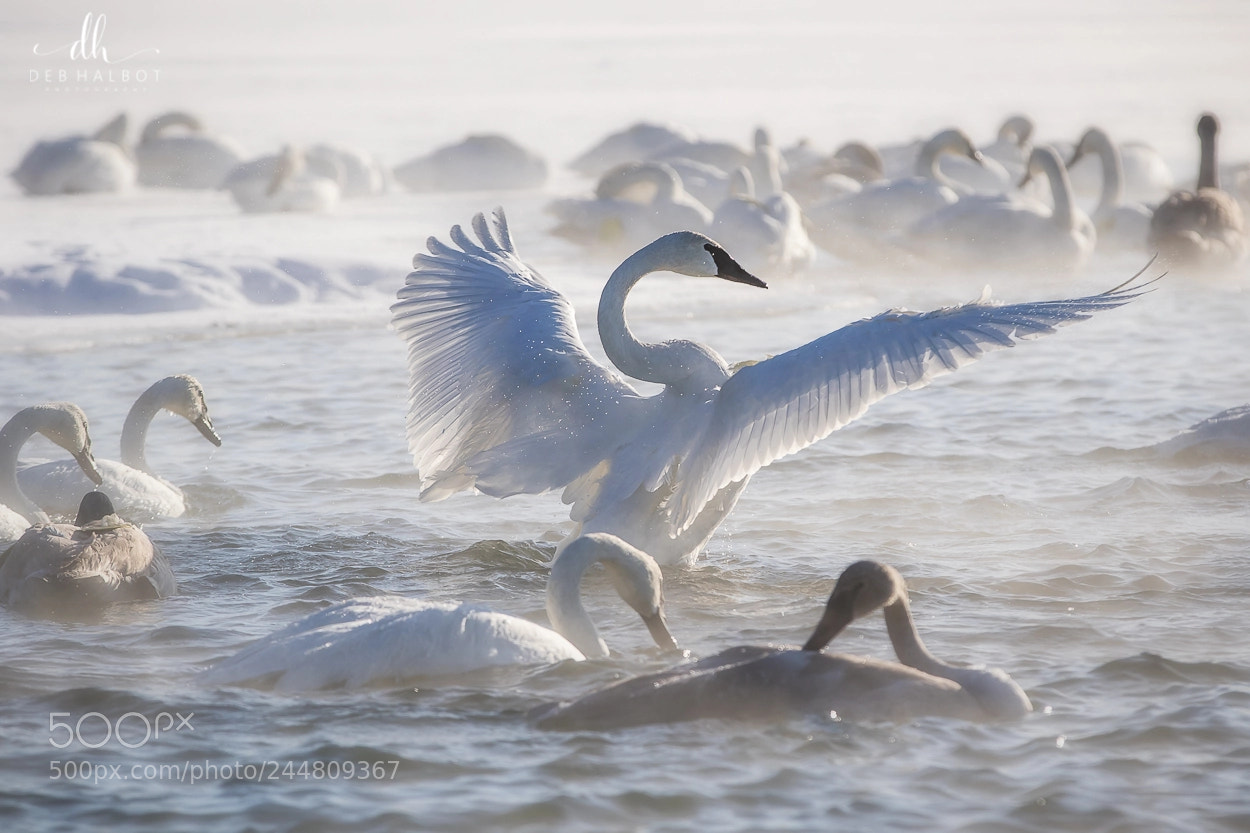 Canon EOS 7D Mark II sample photo. Angel wings photography