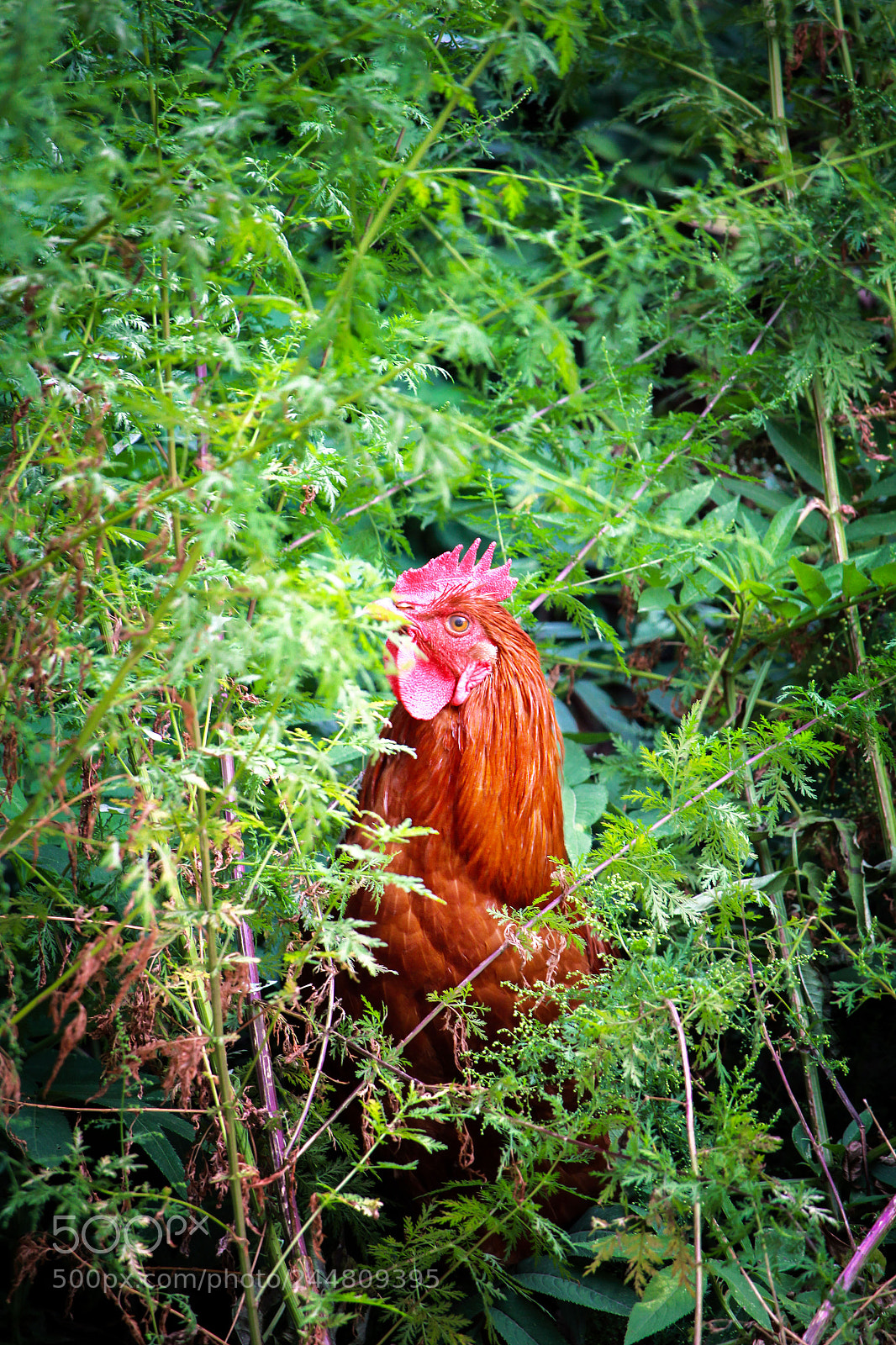 Canon EOS 550D (EOS Rebel T2i / EOS Kiss X4) sample photo. Where to hide photography