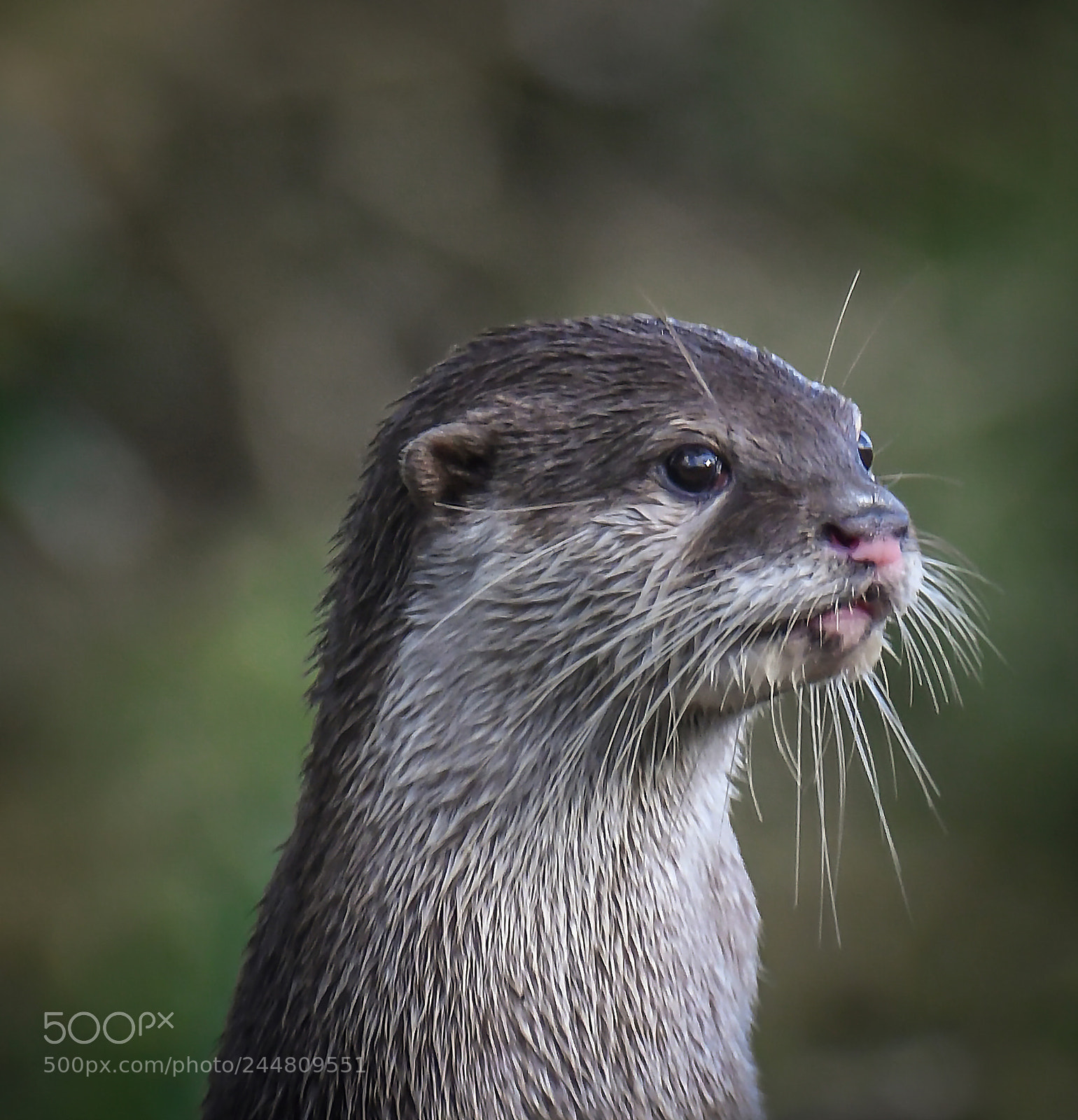 Nikon D500 sample photo. Aonyx cinerea photography