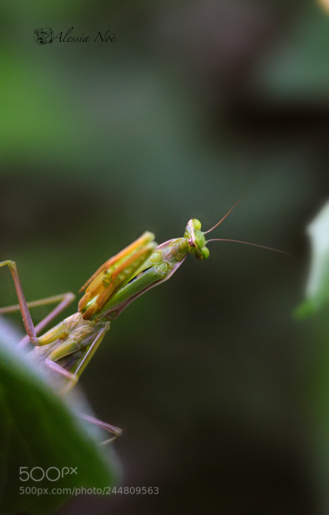 Nikon D200 sample photo. La mantide photography