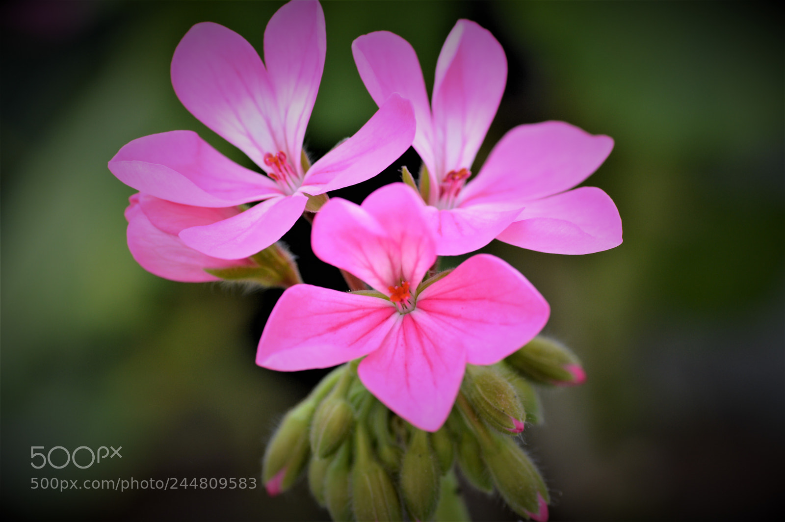 Nikon D3200 sample photo. Todo  naturaleza  y  color photography