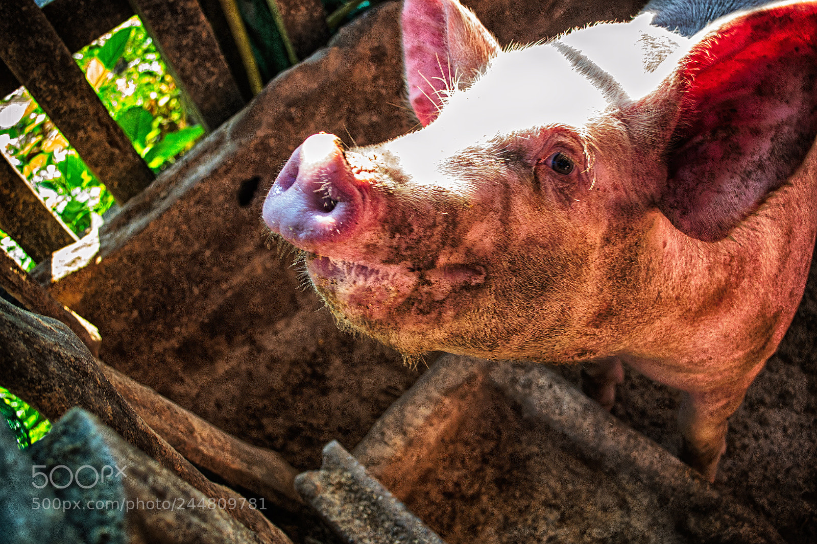 Nikon D3100 sample photo. Peppa pig photography