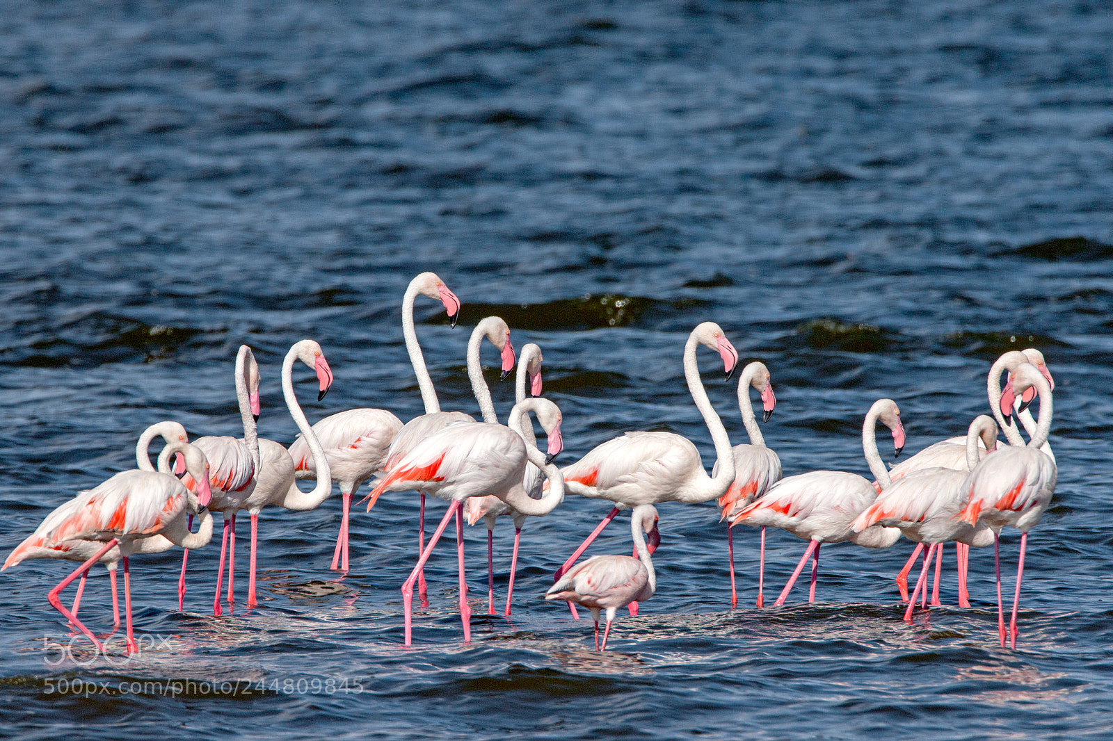Canon EOS 500D (EOS Rebel T1i / EOS Kiss X3) sample photo. Flamingos photography