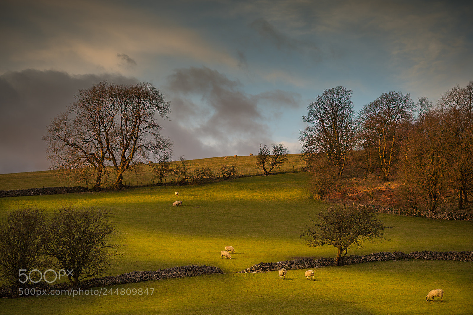 Nikon D4S sample photo. Dunnow wood sheep at photography