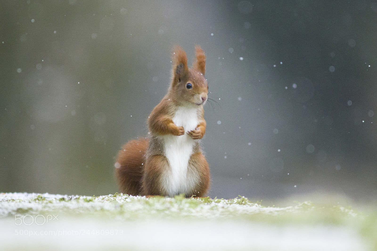 Pentax K-3 sample photo. Snowy squirell photography