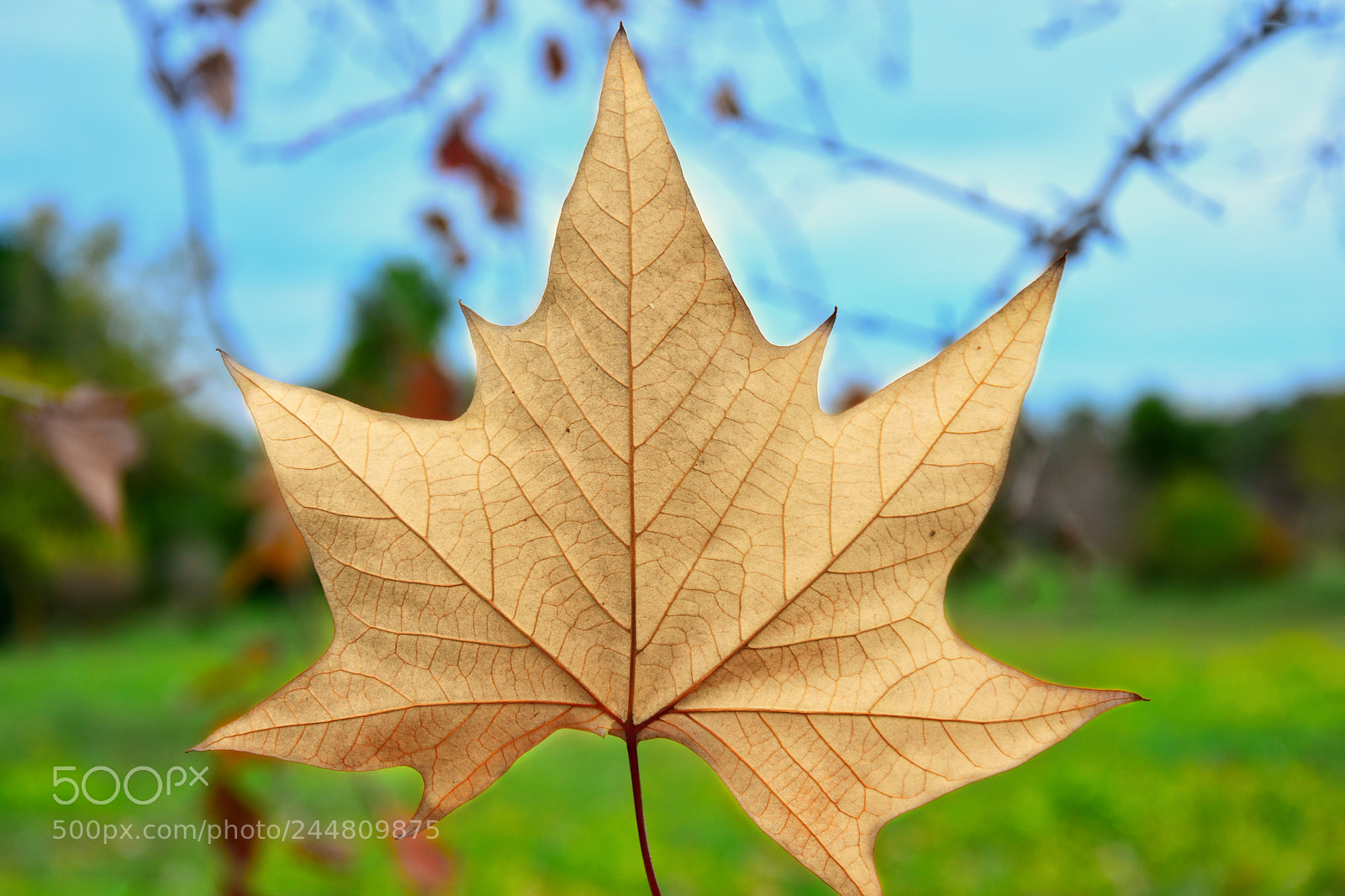 Nikon D7200 sample photo. Untitled photography