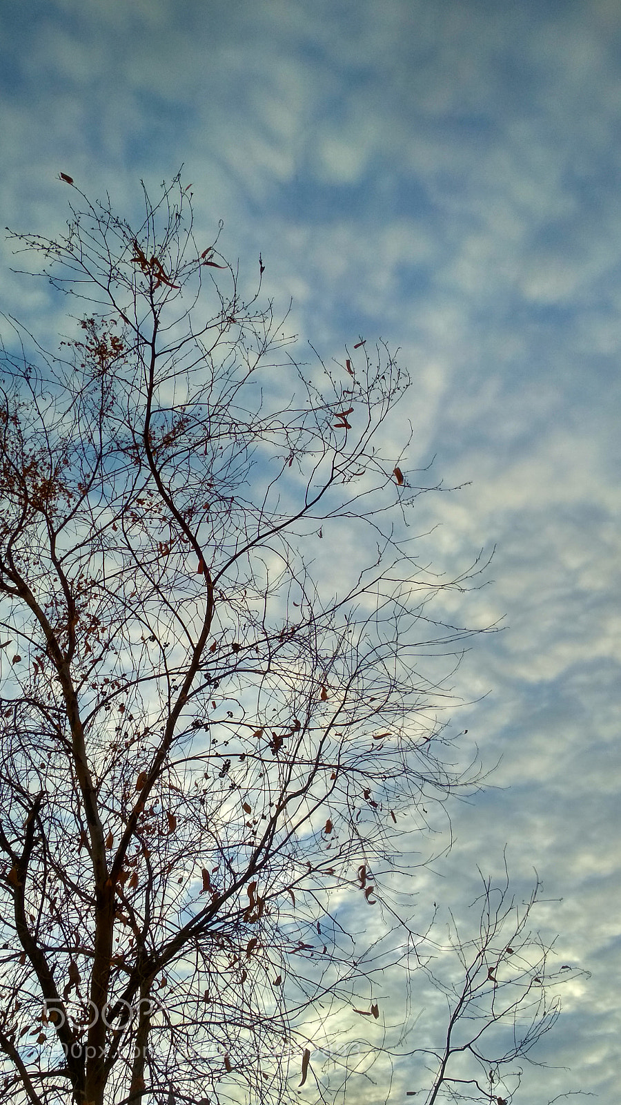 Xiaomi Redmi 4X sample photo. Tree photography