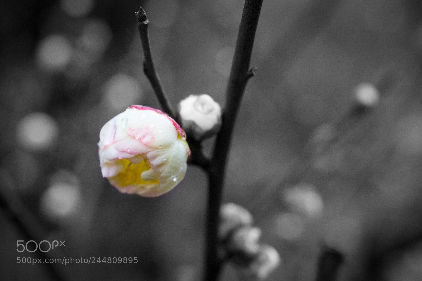 Sony a7 sample photo. Plum blossom #1 photography