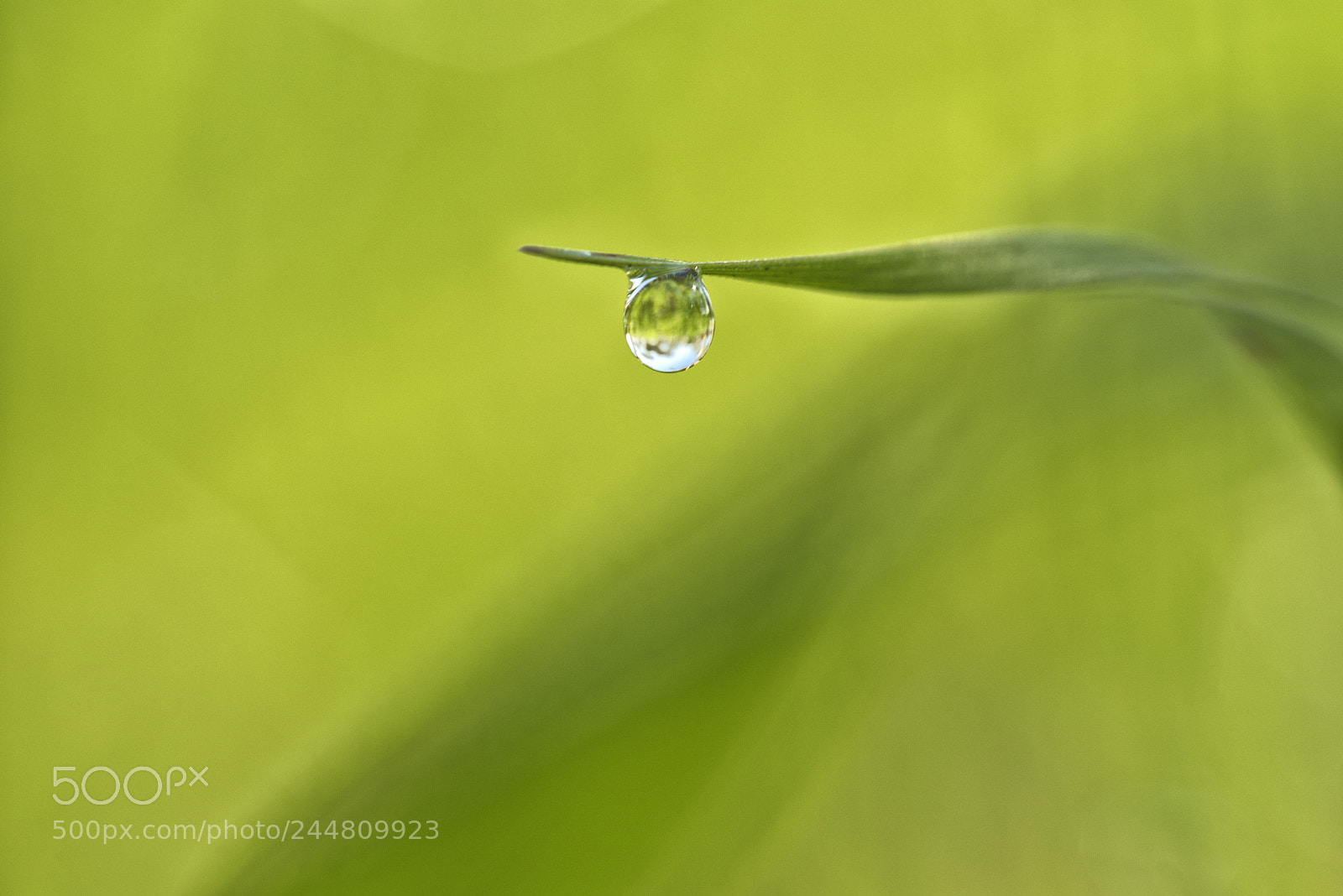 Nikon D810 sample photo. Elegant weed with a photography