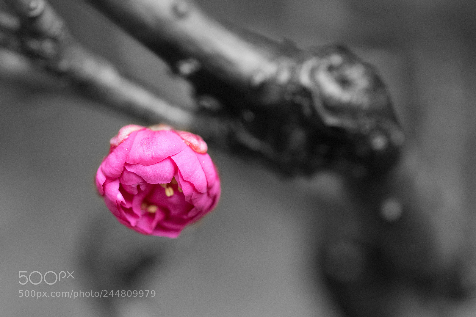 Sony a7 sample photo. Plum blossom #2 photography