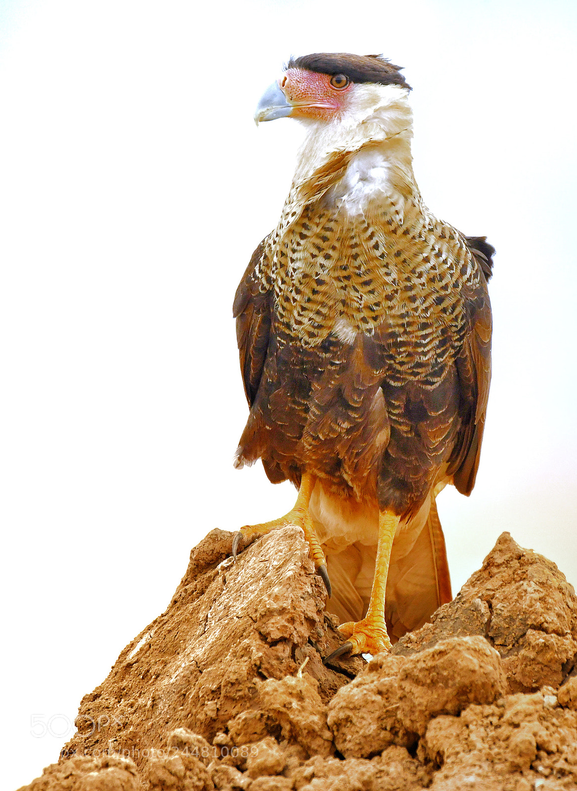 Nikon D500 sample photo. Northern crested caracara photography