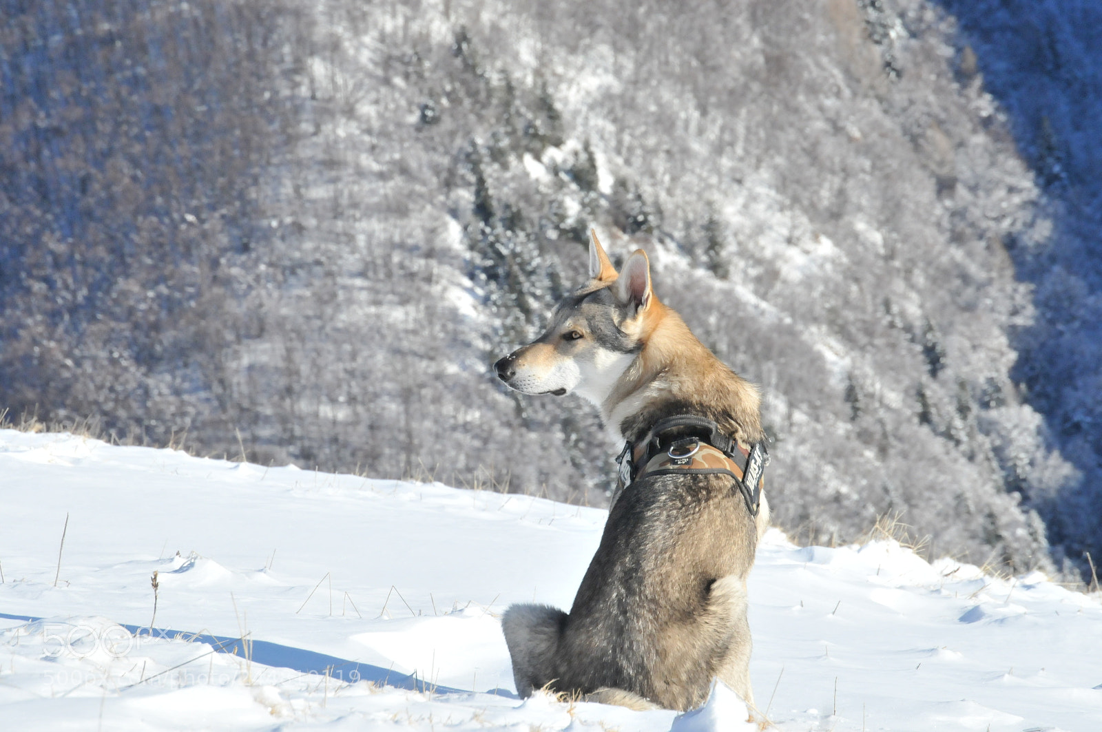 Nikon D300 sample photo. Monte baldo neve photography