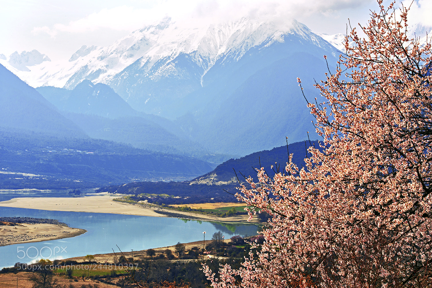 Nikon D800E sample photo. 桃花盛开映雪山 photography