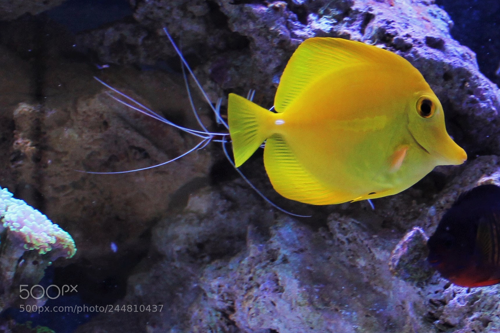 Canon EOS 60D sample photo. Fleur de corail photography