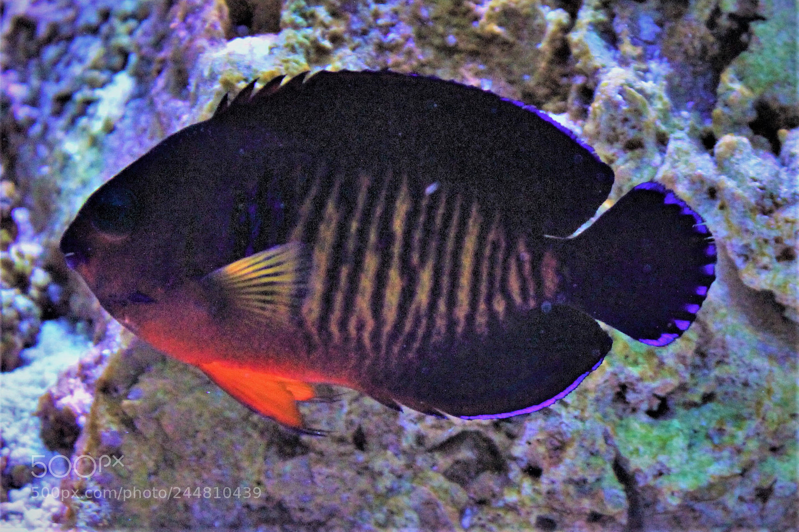 Canon EOS 60D sample photo. Fleur de corail photography