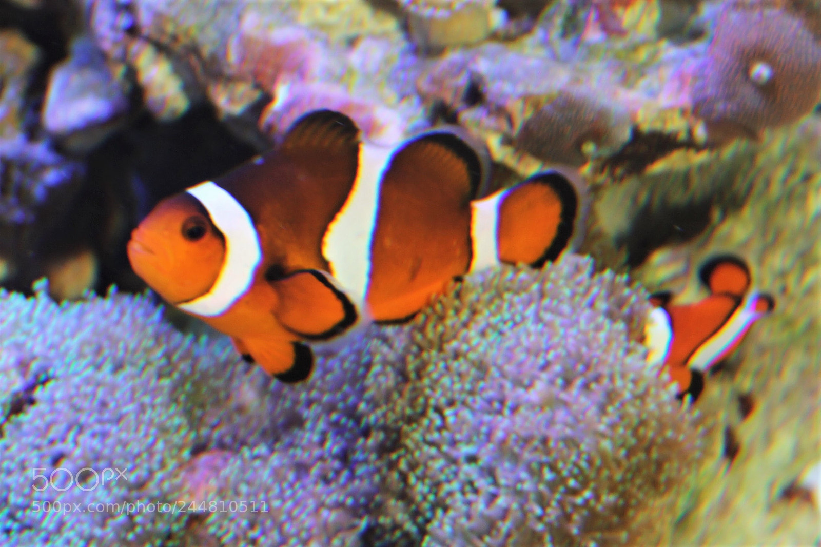 Canon EOS 60D sample photo. Fleur de corail photography