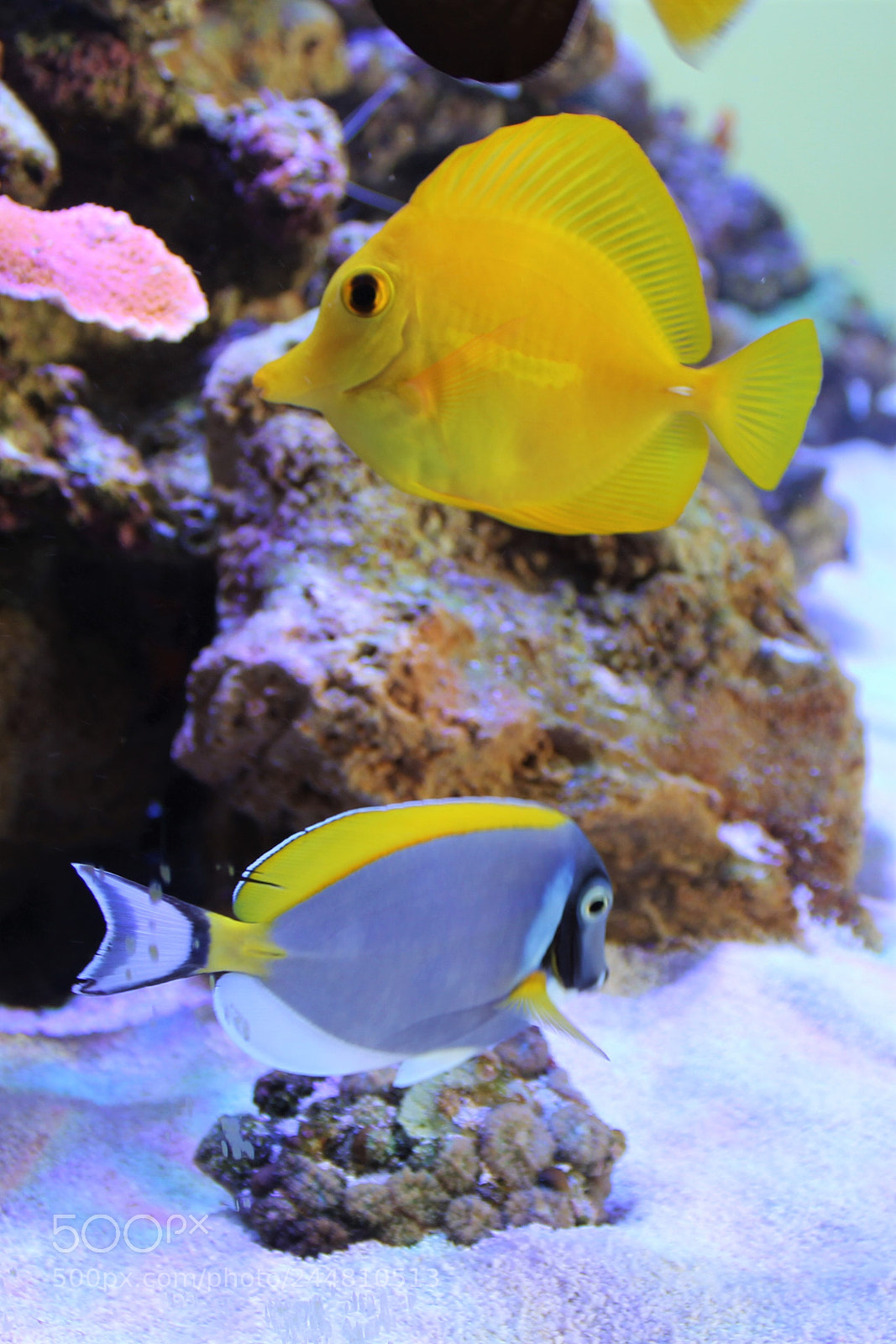 Canon EOS 60D sample photo. Fleur de corail photography