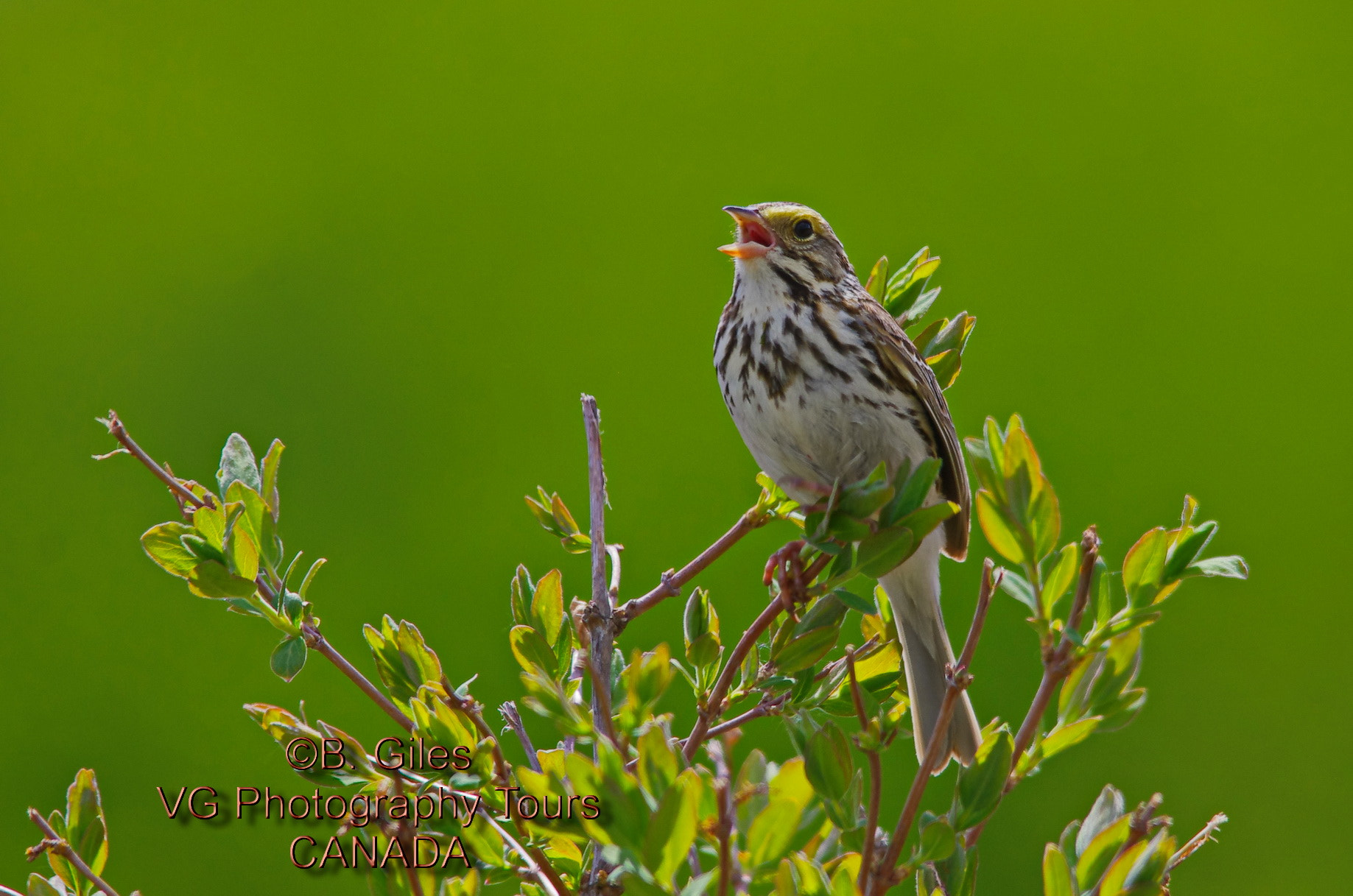 Sigma 150-500mm F5-6.3 DG OS HSM sample photo. Home territory photography