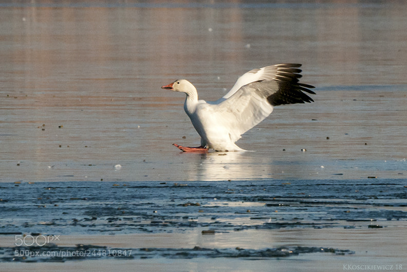 Nikon D300S sample photo. Butt landing on ice photography