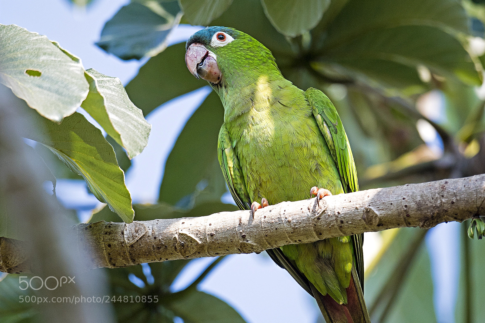 Nikon D5 sample photo. Blue-crowned parakeet photography