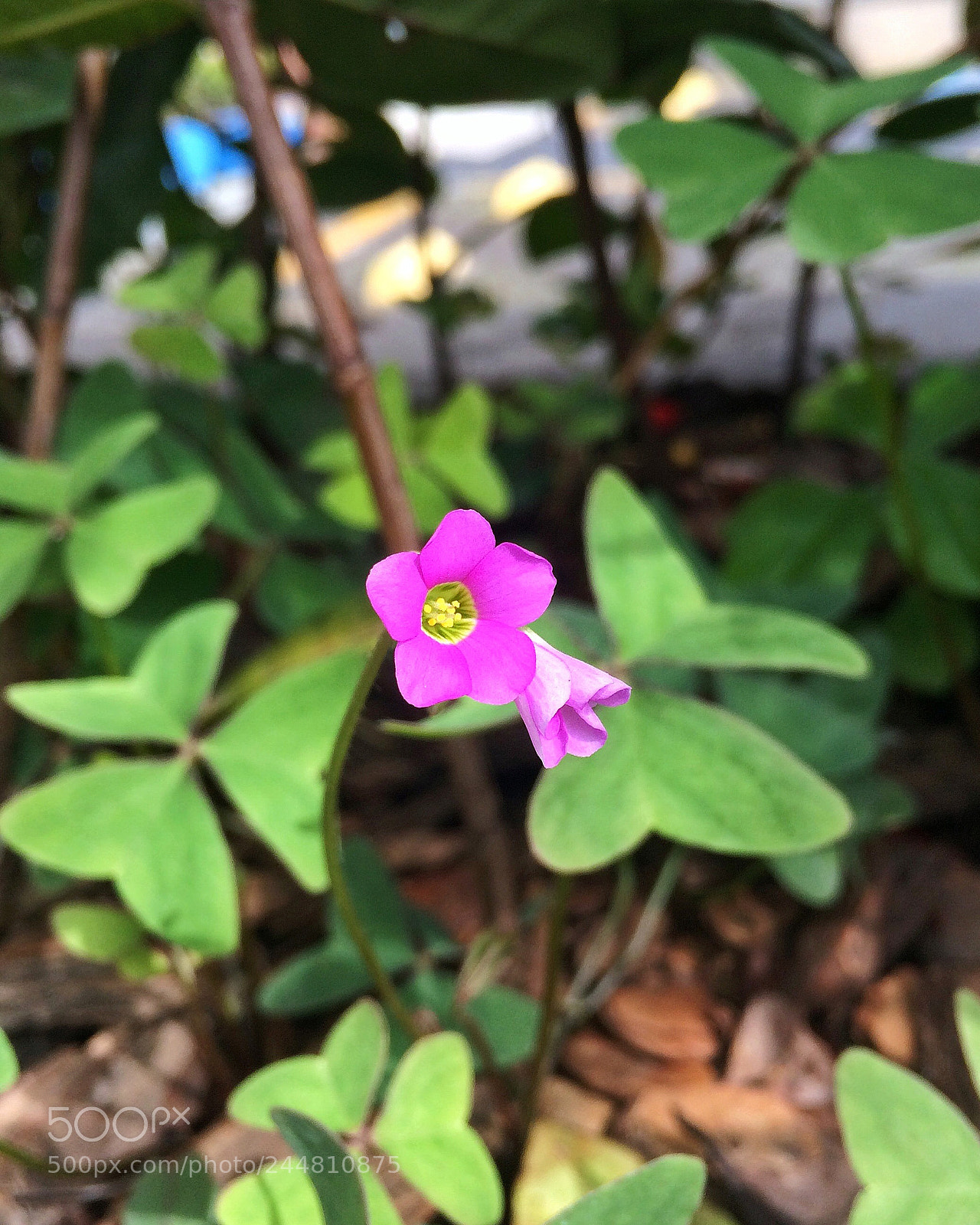 Apple iPhone 5s sample photo. Untitled photography