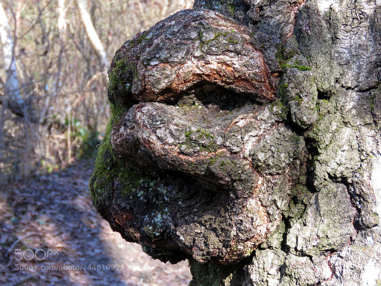 Canon PowerShot SX60 HS sample photo. Human tree photography