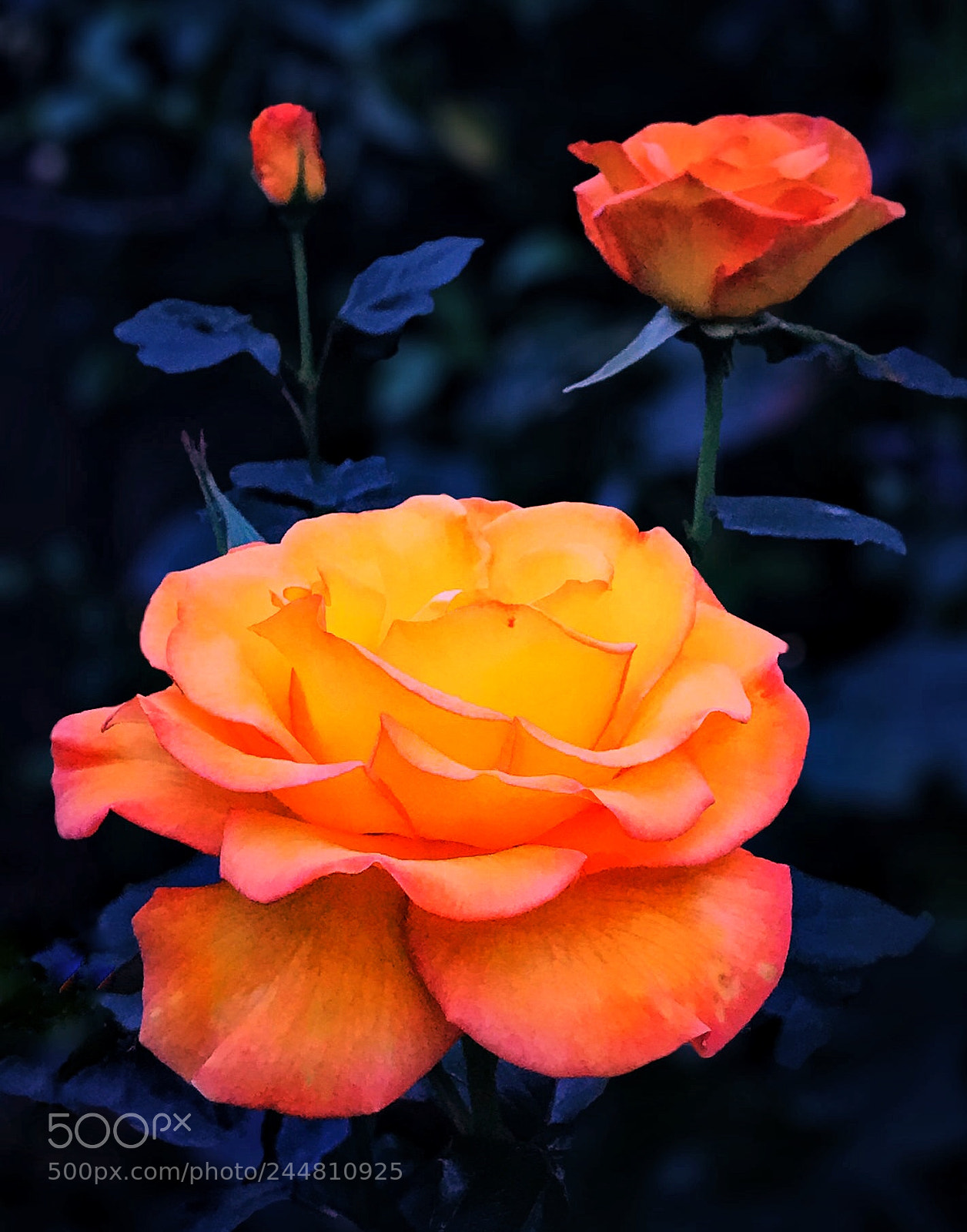 Apple iPhone 7 Plus sample photo. Roses photography