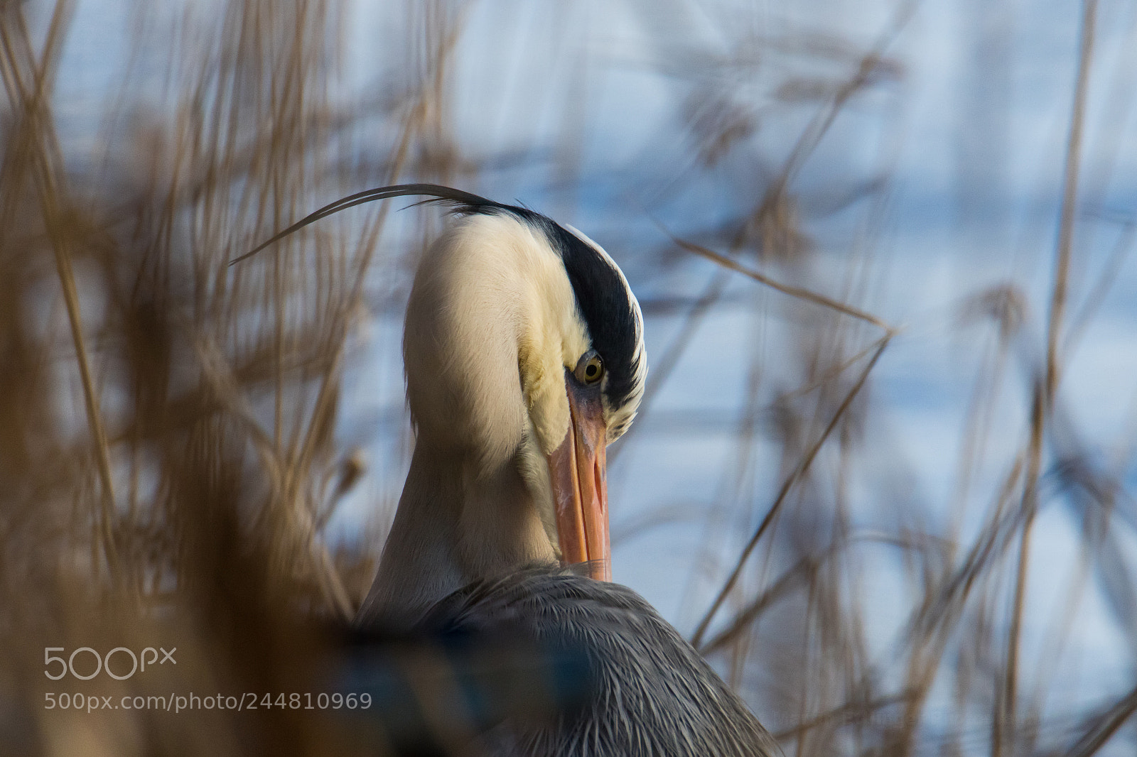 Canon EOS 7D Mark II sample photo. Grey heron close up 01022018 photography