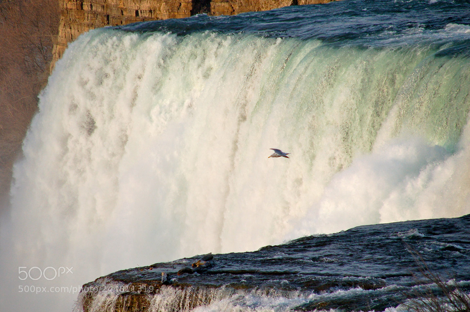 Nikon D50 sample photo. Bird on the falls photography
