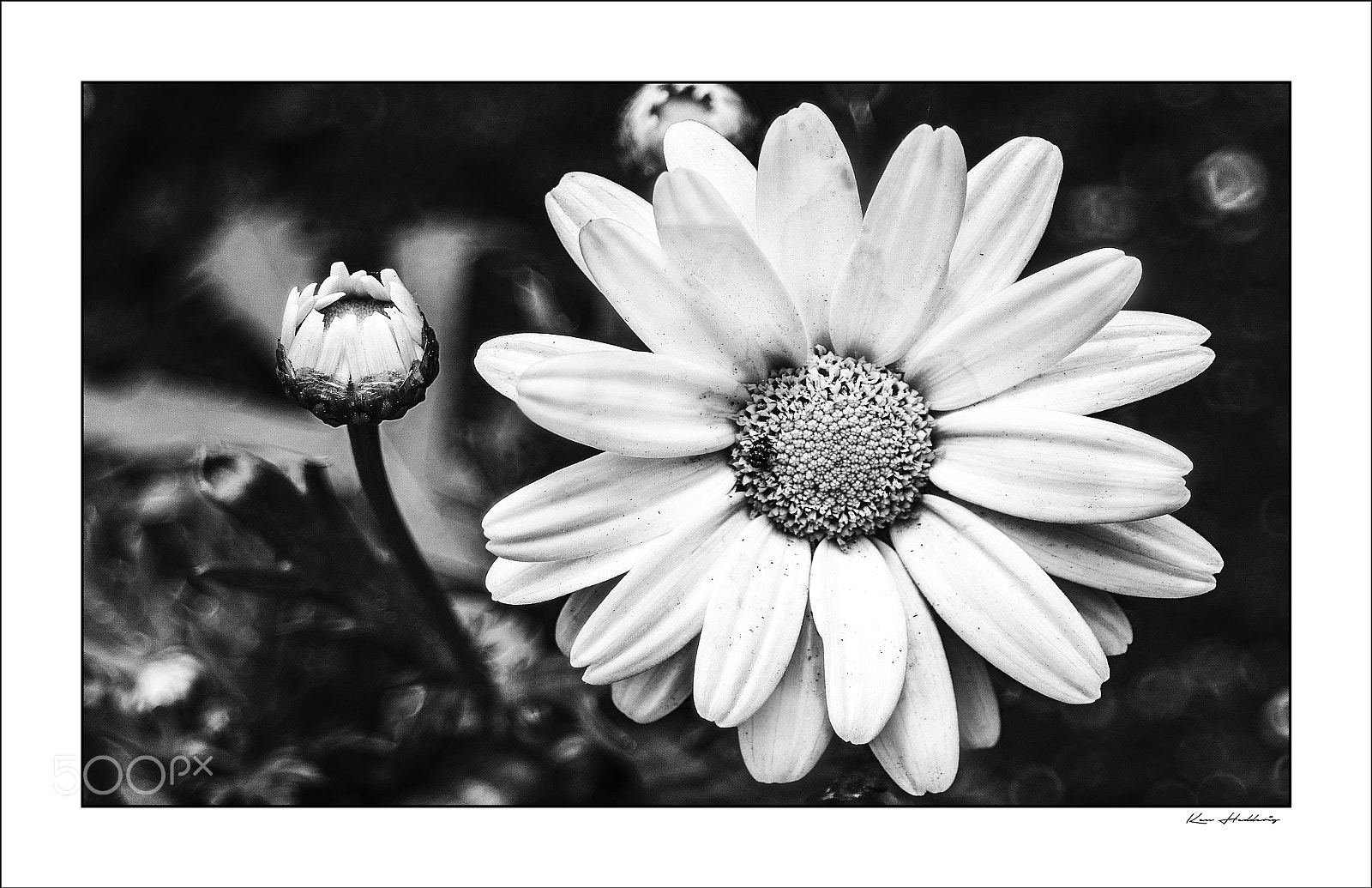 Pentax K-70 sample photo. Dasiy photography
