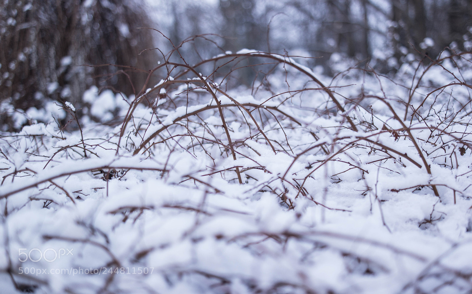 Samsung NX2000 sample photo. Untitled photography