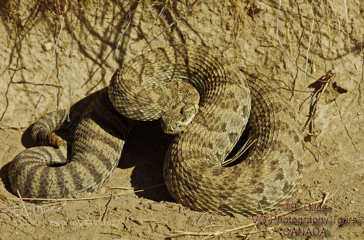 Pentax K-5 IIs sample photo. Hibernaculum bound photography