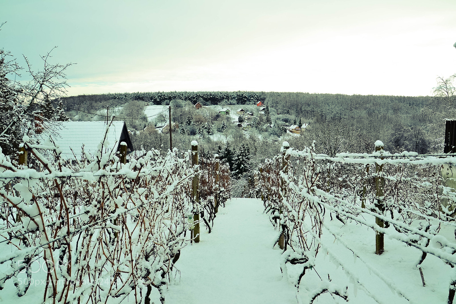 Nikon D3100 sample photo. Winter and the vine-branch photography