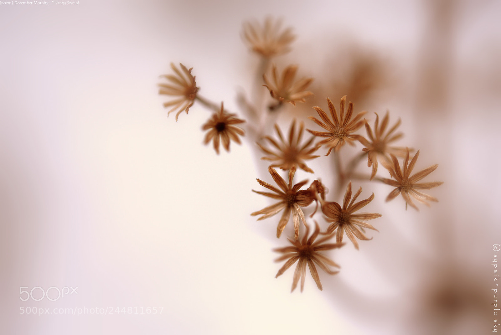 Nikon AF-S Micro-Nikkor 60mm F2.8G ED sample photo. December morning * photography